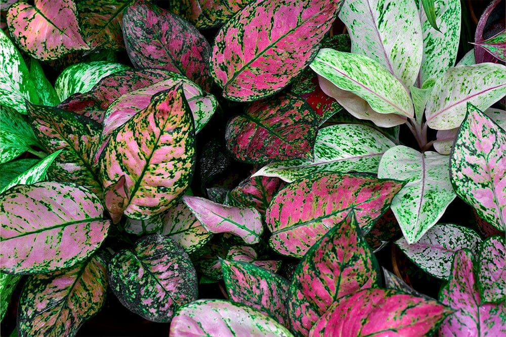 A guide to Aglaonema Red Star care