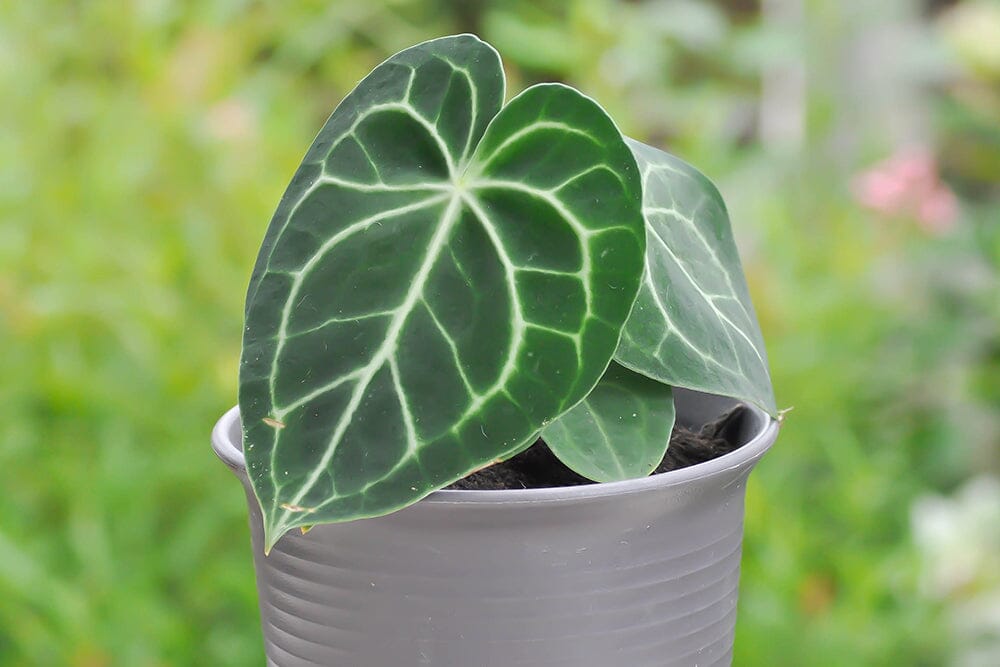 A guide to Anthurium Clarinervium care  Plants For All Seasons