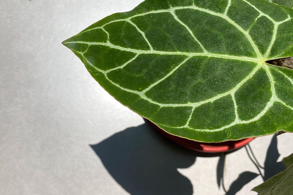 A guide to Anthurium Crystallinum care  Plants For All Seasons