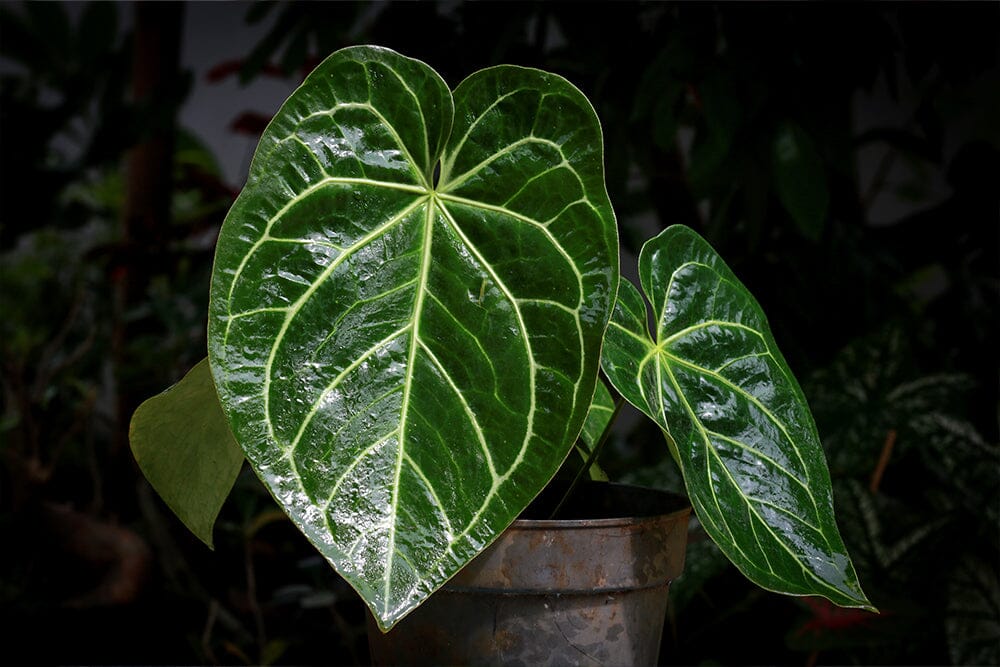 A guide to Anthurium Regale care  Plants For All Seasons