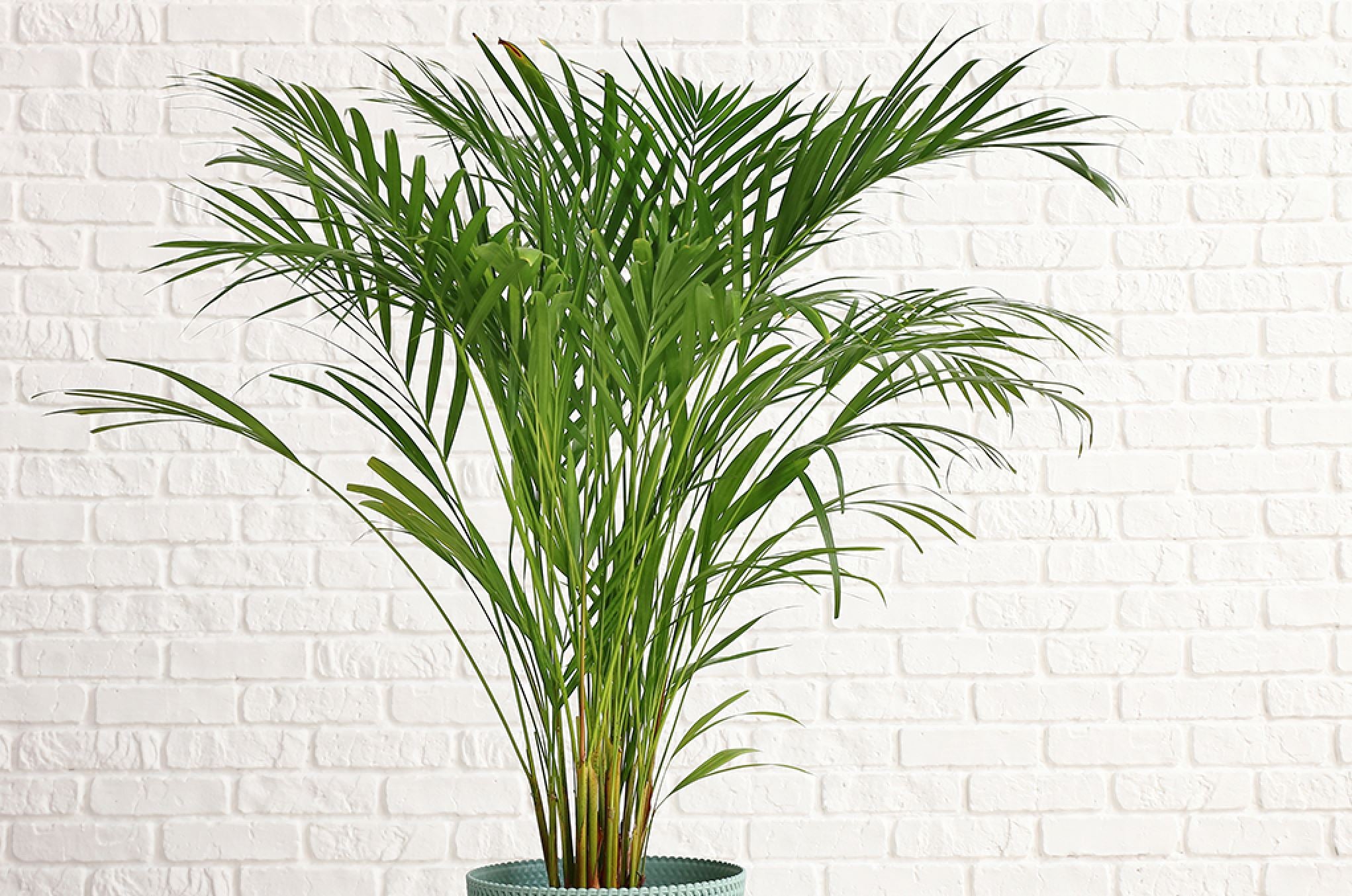 bird of paradise plant light requirements Bird of Paradise White, Strelitzia Nicolai main image 0