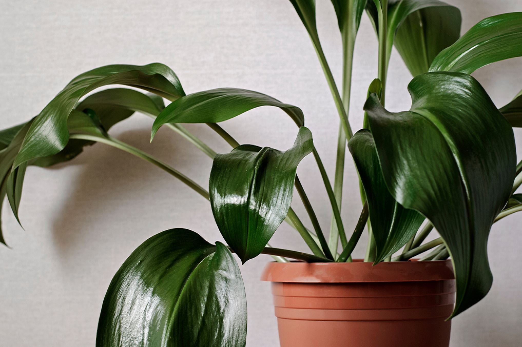 A guide to Aspidistra care  Plants For All Seasons