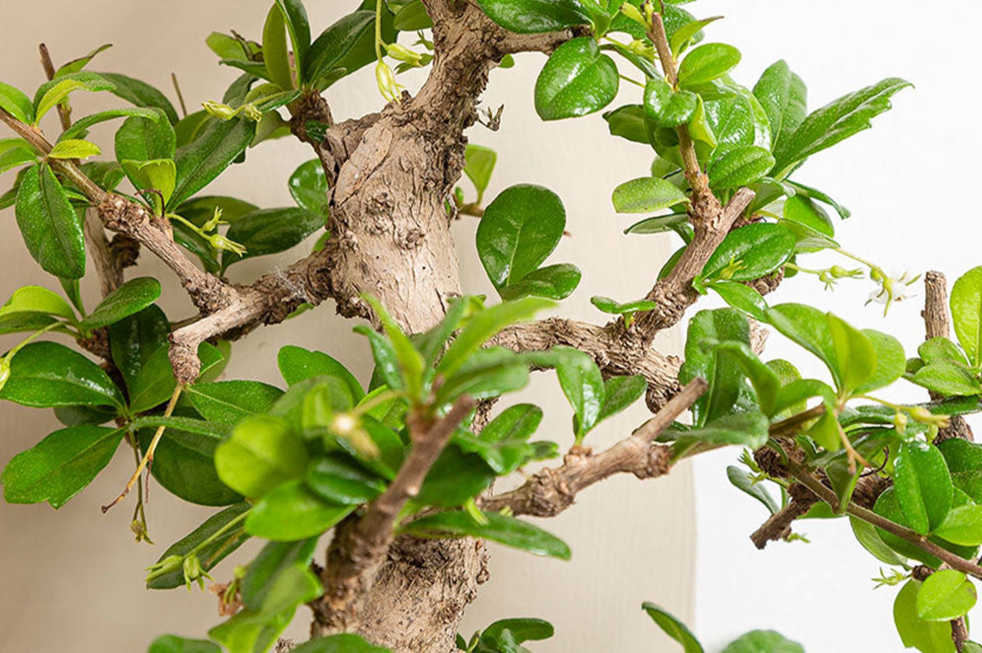 A guide to Bonsai Ginseng care  Plants For All Seasons
