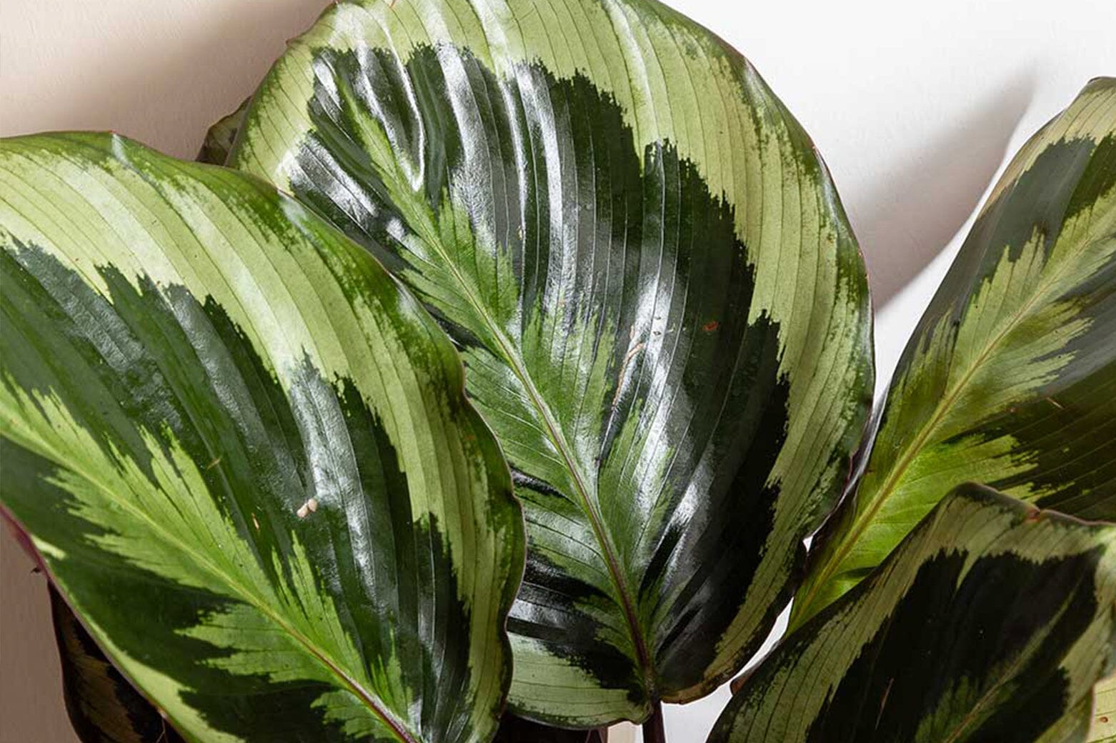 A Guide To Calathea Soil | Choosing The Right Mix For Your Plant  Plants  For All Seasons