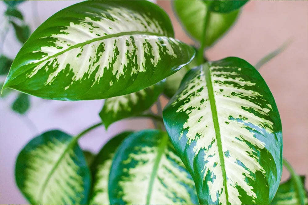 A guide to Dieffenbachia Compacta care  Plants For All Seasons