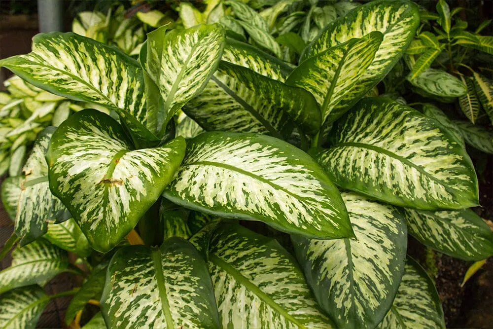 A guide to Dieffenbachia Reflector care  Plants For All Seasons