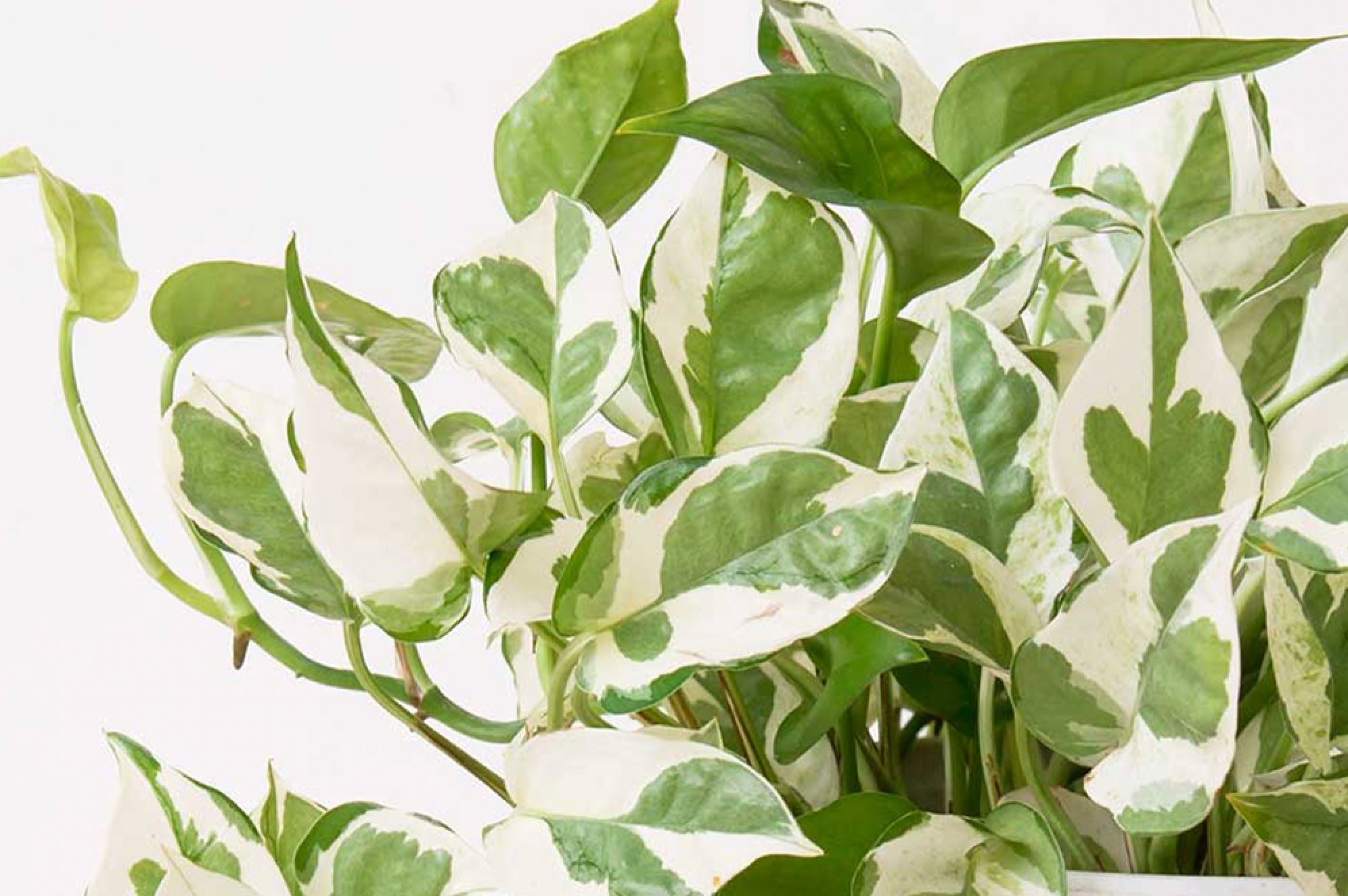 A guide to Pothos Njoy care  Plants For All Seasons