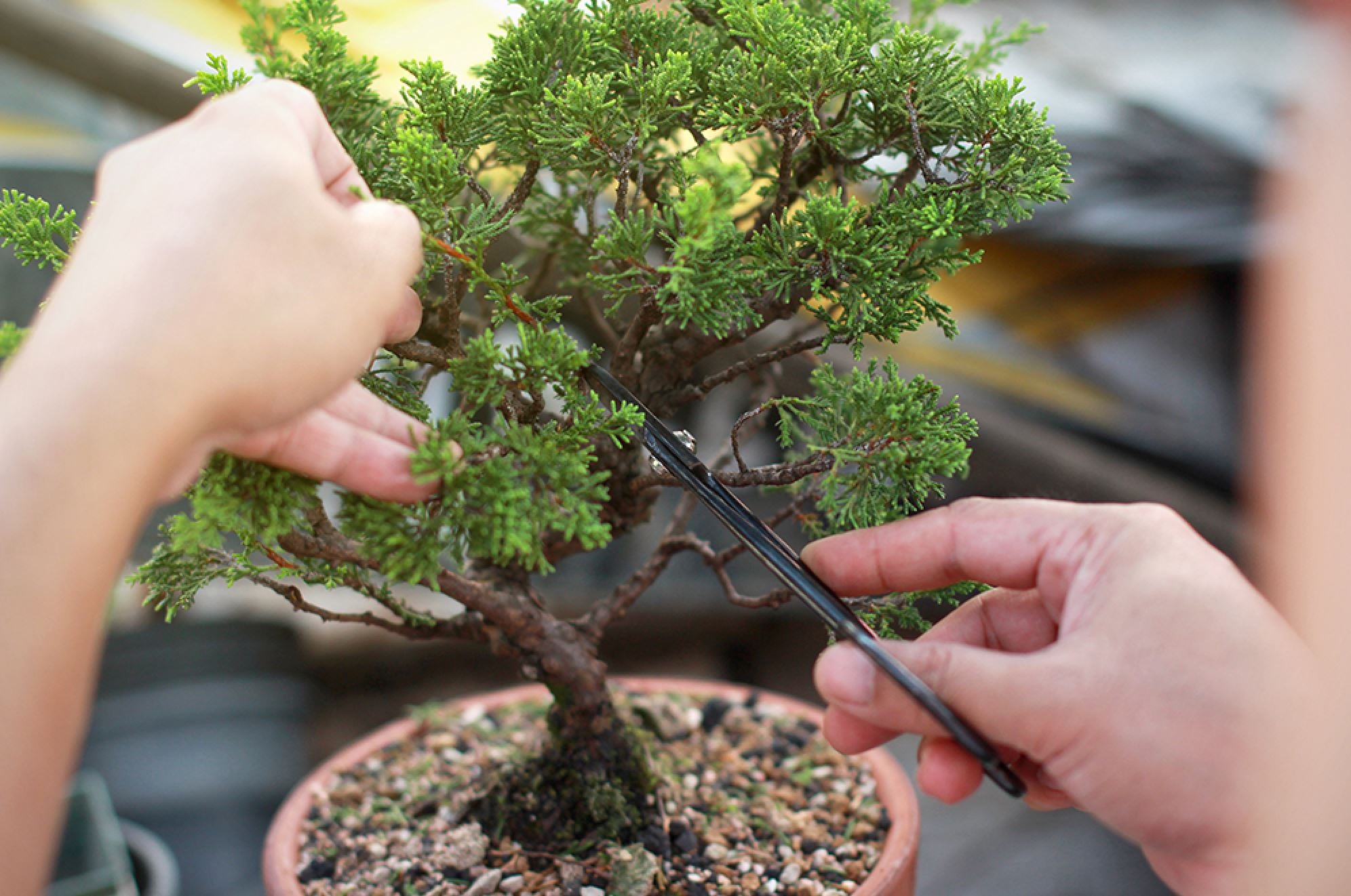 A guide to the best Bonsai plant soil  Plants For All Seasons