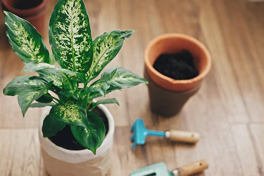A guide to the best Dieffenbachia plant soil  Plants For All Seasons