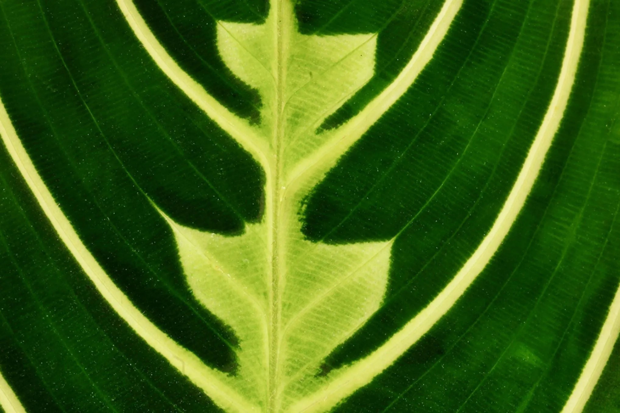 A guide to the best Maranta plant soil  Plants For All Seasons