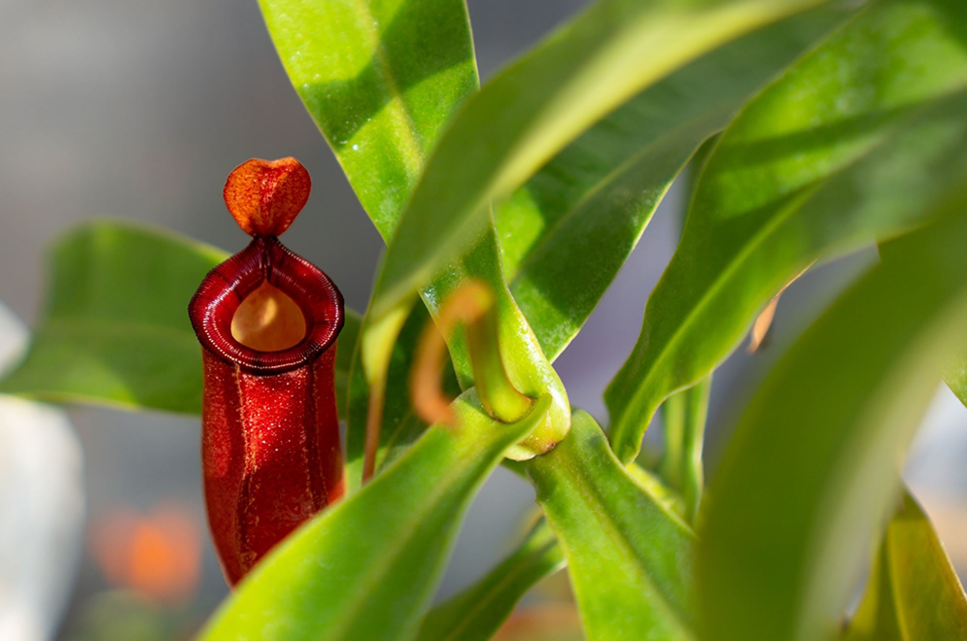 A guide to the best Nepenthes plant soil – Plants For All Seasons