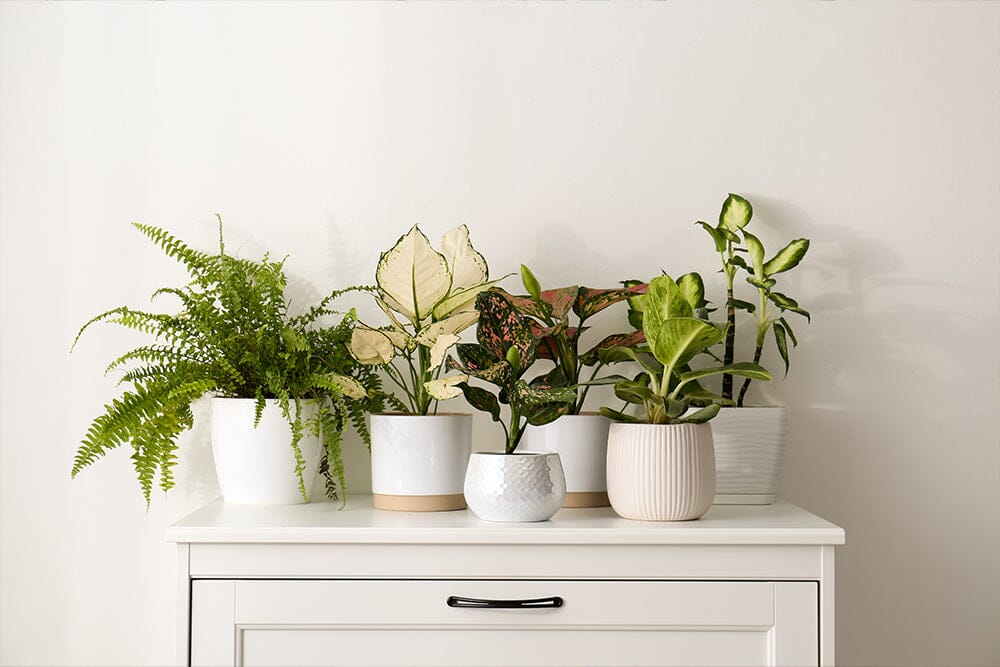 A guide to types of Aglaonema house plant
