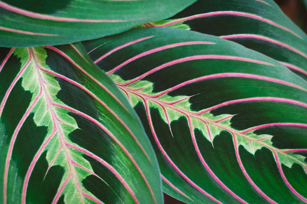 A guide to types of Maranta house plant