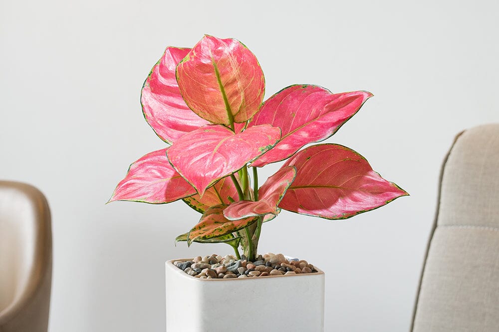 Aglaonema sunlight requirements: A complete guide – Plants For All ...