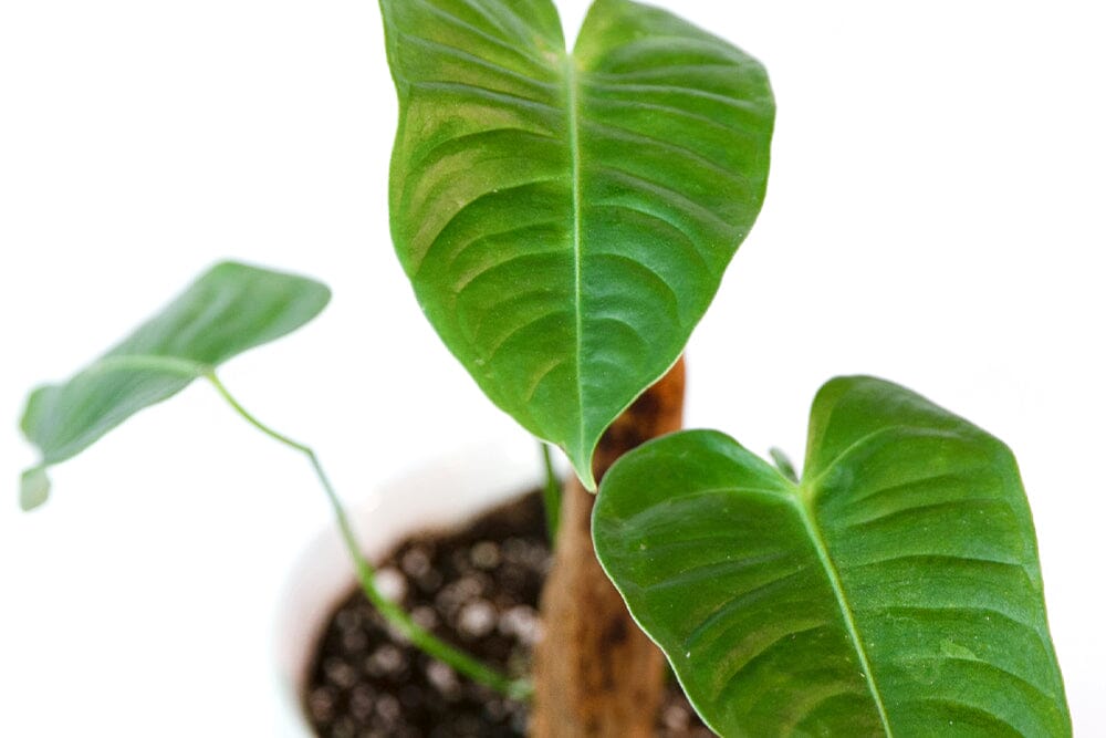 Anthurium sunlight requirements: A complete guide  Plants For All Seasons