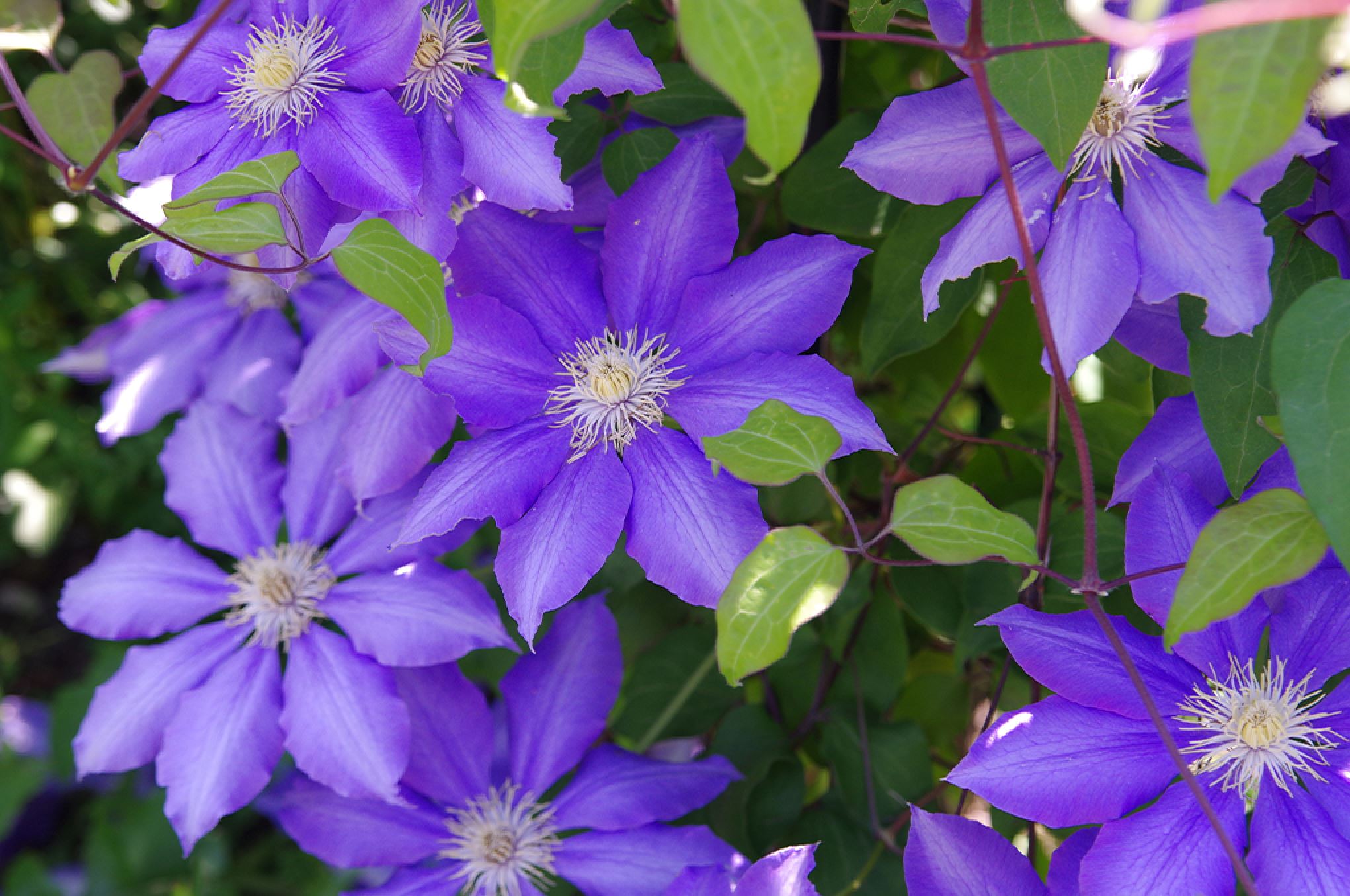 Beginner's guide to Climbing plants  Plants For All Seasons