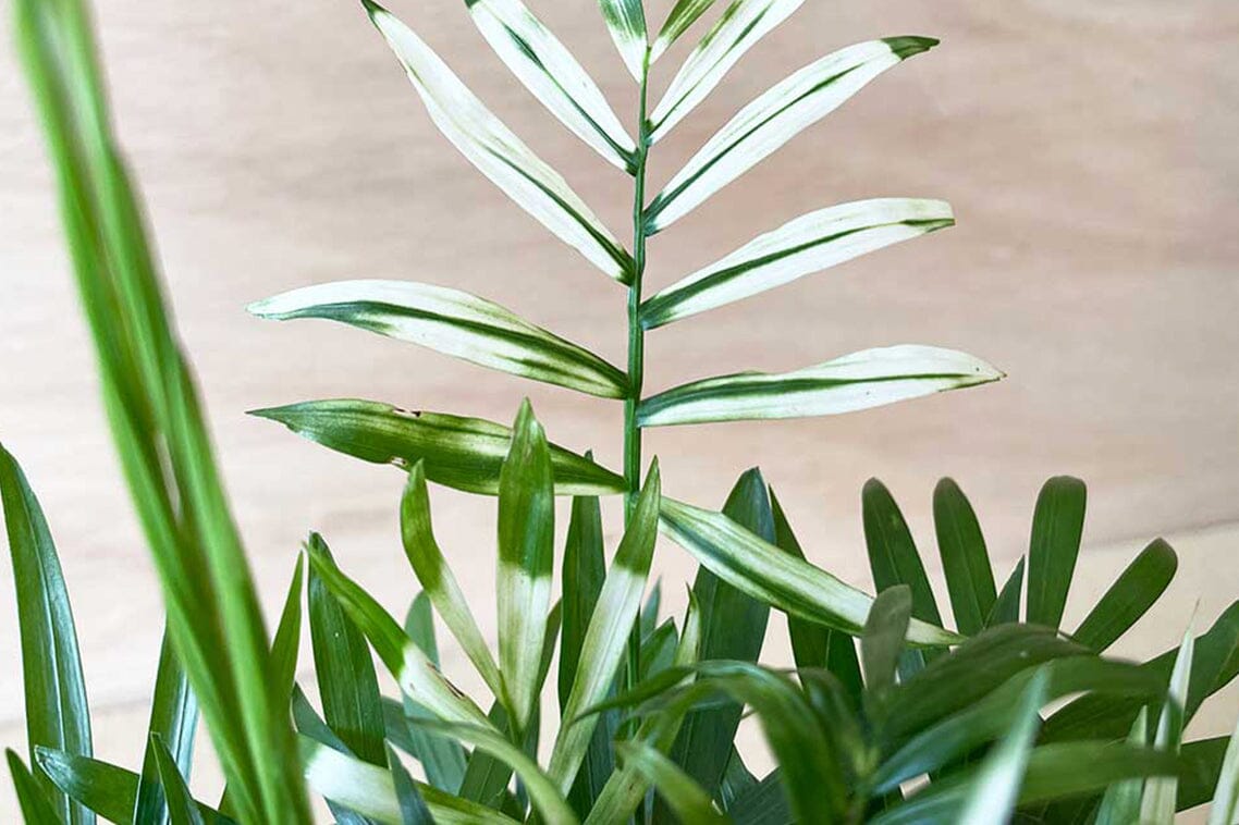 aloe vera plant buy Artificial Aloe Vera Plant main image 1