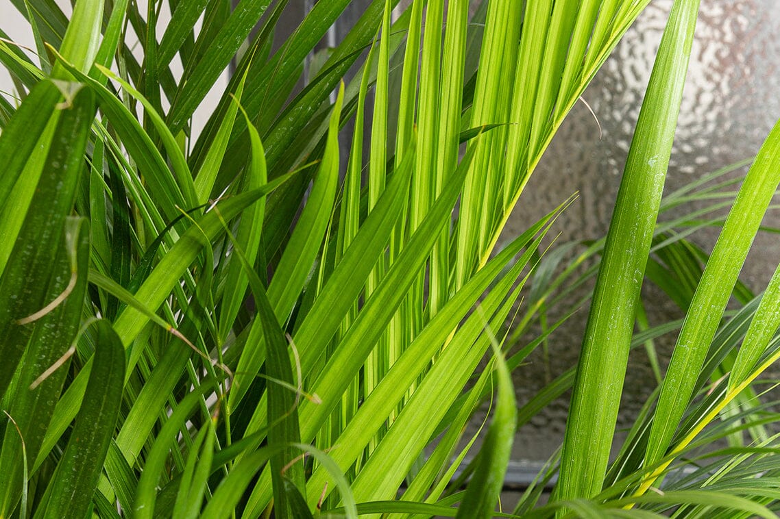 Best Soil and Fertiliser for Areca Palm (Dypsis lutescens)  Plants For All  Seasons
