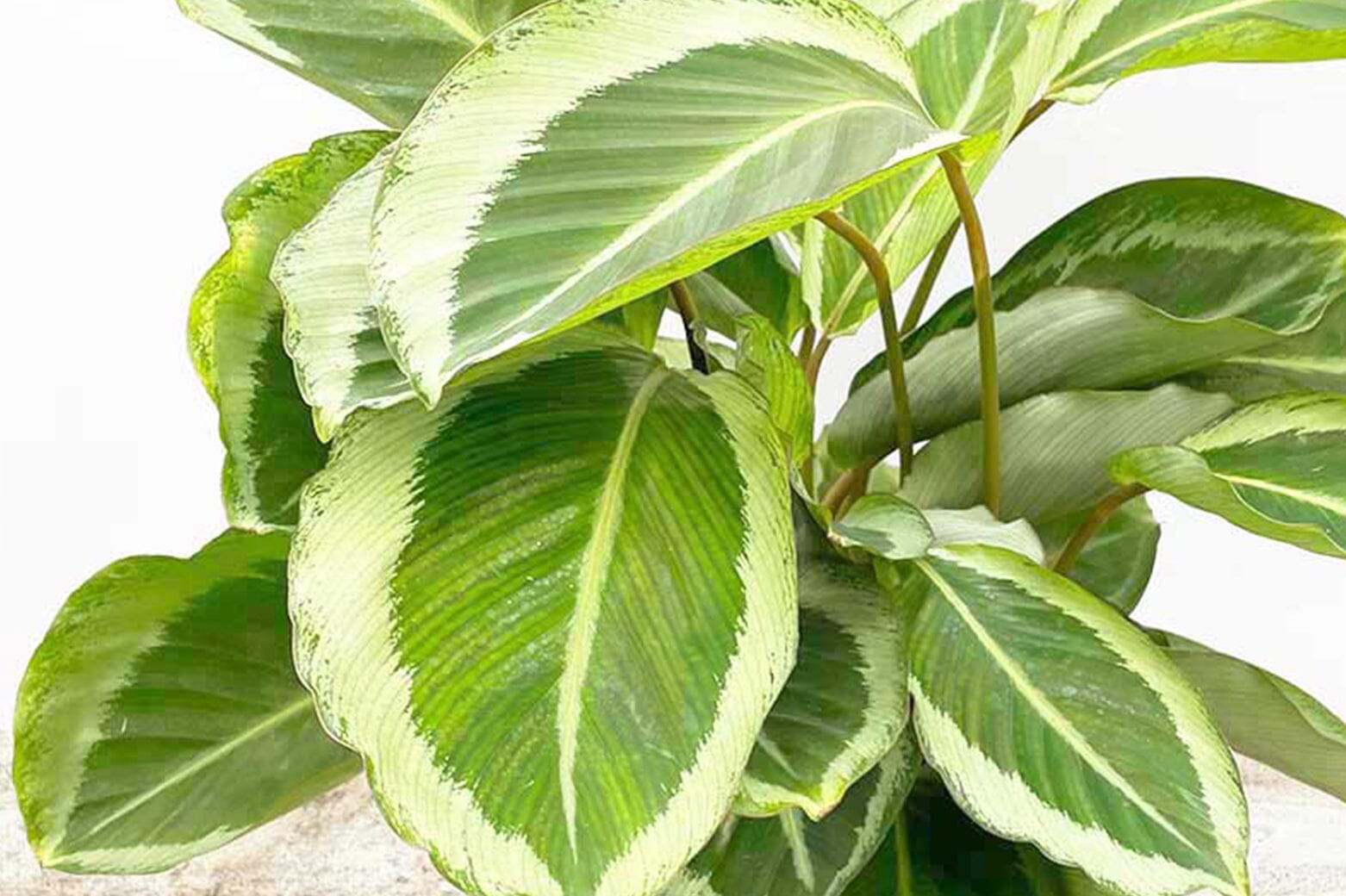 dracaena air purifying The Snobby Leaf | Dracaena 'Janet Craig' - 6 inch Pot main image 1