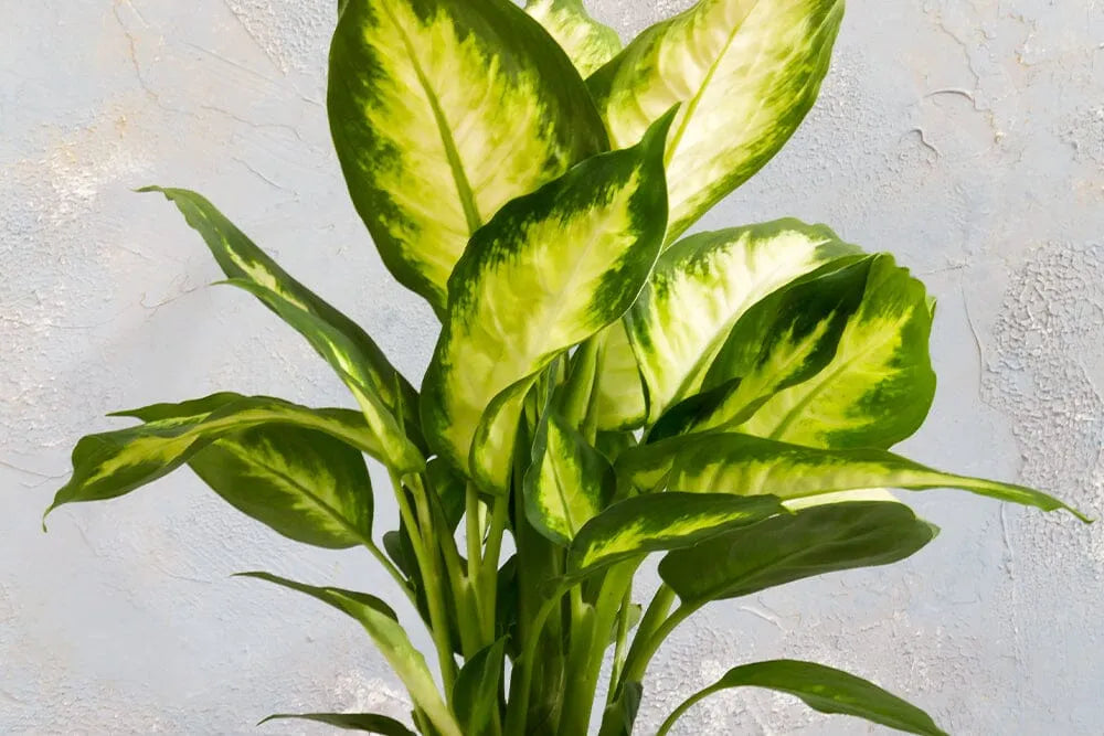 lemon lime dracaena plant care Shop 'Dracaena Lemon Surprise Plant' Care & Growing Guide