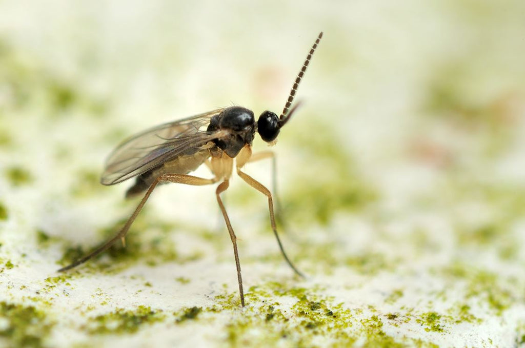 Complete guide to fungus gnats on houseplants