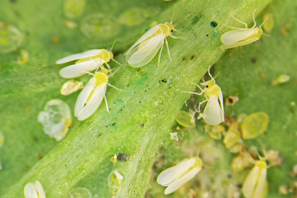 Complete guide to whiteflies on houseplants