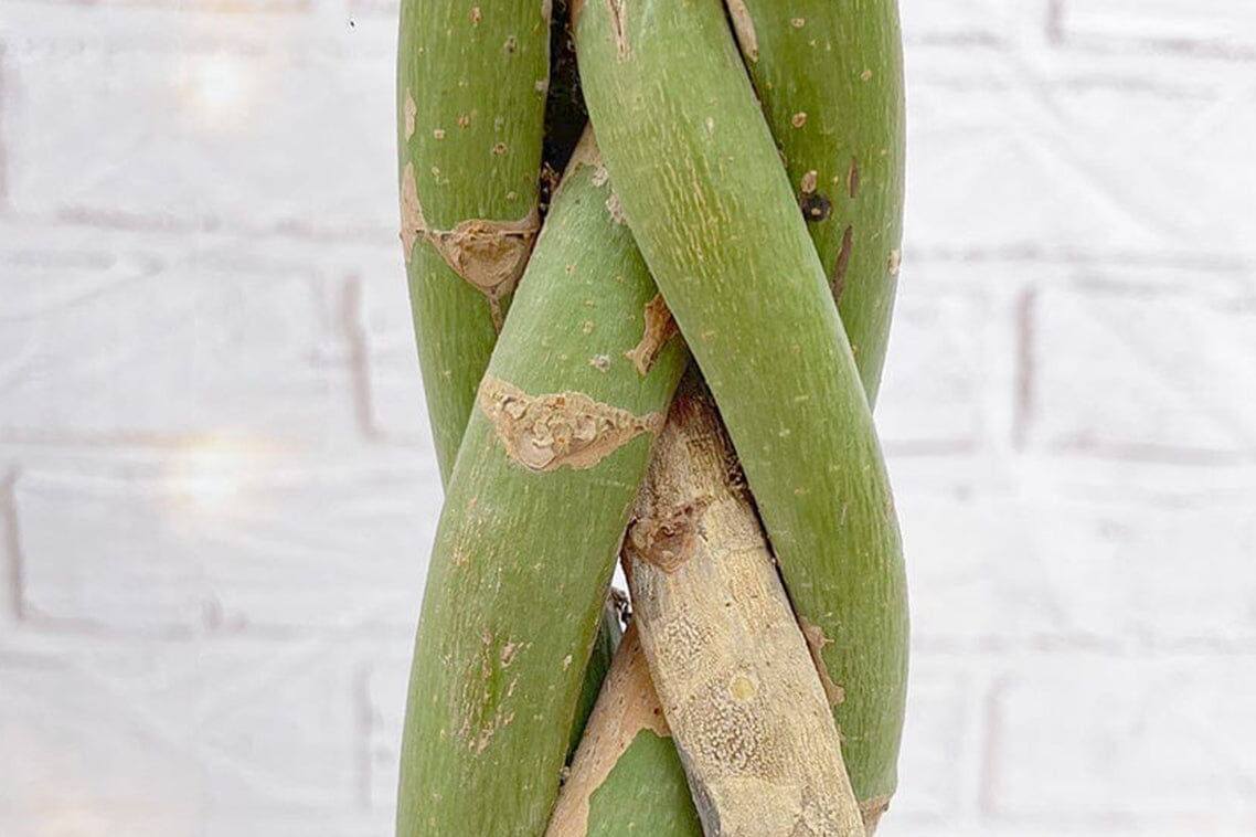 lime prayer plant Maranta Lemon Lime | Prayer Plant