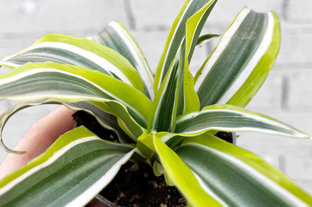 Dracaena sunlight requirements: A complete guide