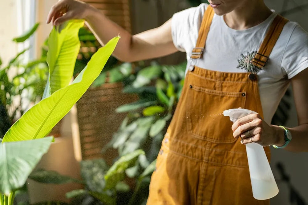 Extrafloral Nectaries in houseplants, should you be concerned?  Plants For  All Seasons