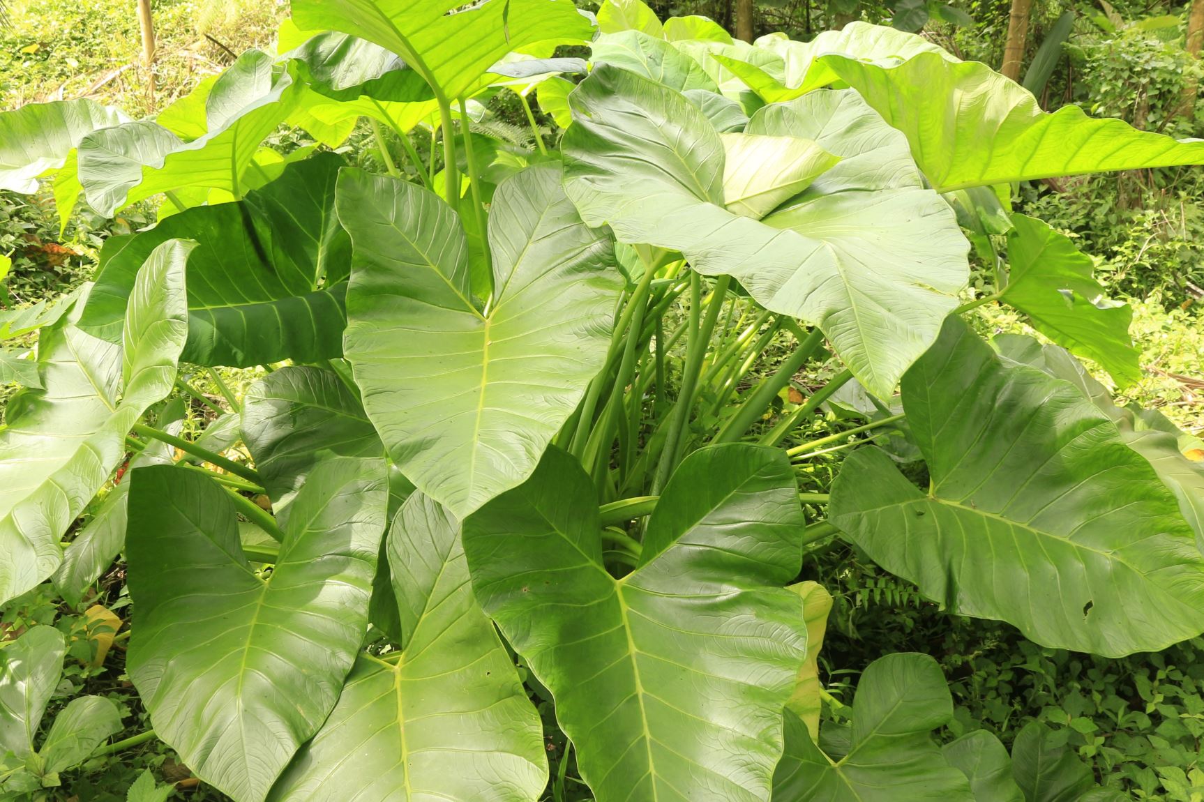 Growing Colocasia Esculenta in the UK  Plants For All Seasons