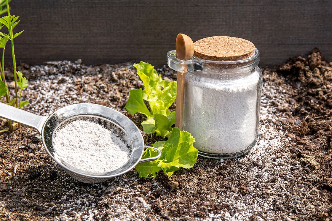 Guide to using diatomaceous earth on houseplants  Plants For All Seasons