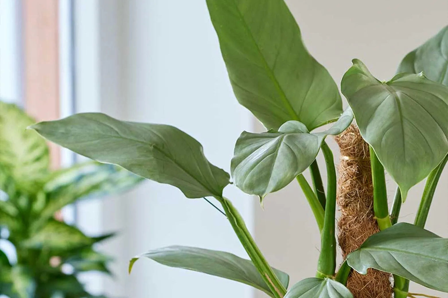 How often should you water a Philodendron?  Plants For All Seasons
