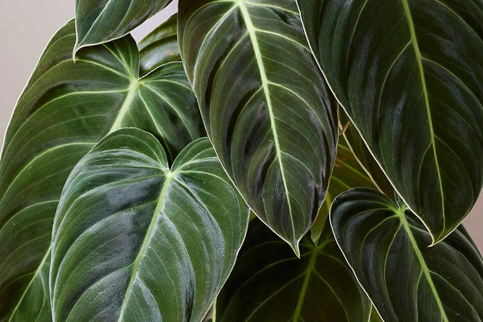 How to care for Philodendron in winter  Plants For All Seasons
