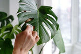 How to clean your houseplants