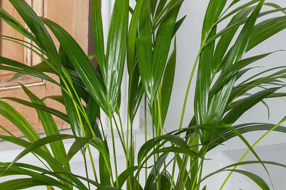 Avis Leflos 150 cm Palmier Artificiel Dypsis Lutescens: Mon expérience Avis Leflos 150 cm Palmier Artificiel Dypsis Lutescens: Mon expérience