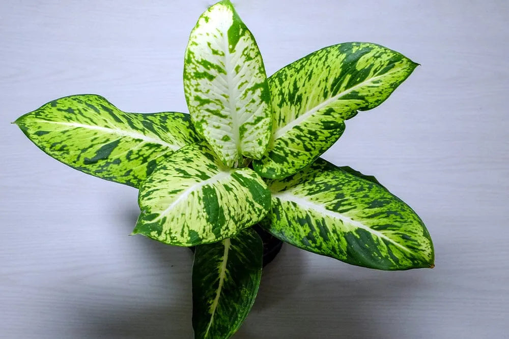 How to water a Dieffenbachia  Plants For All Seasons