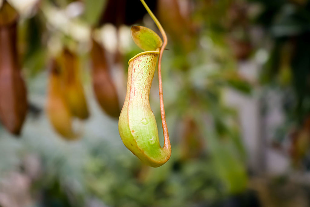 How to water a Nepenthes