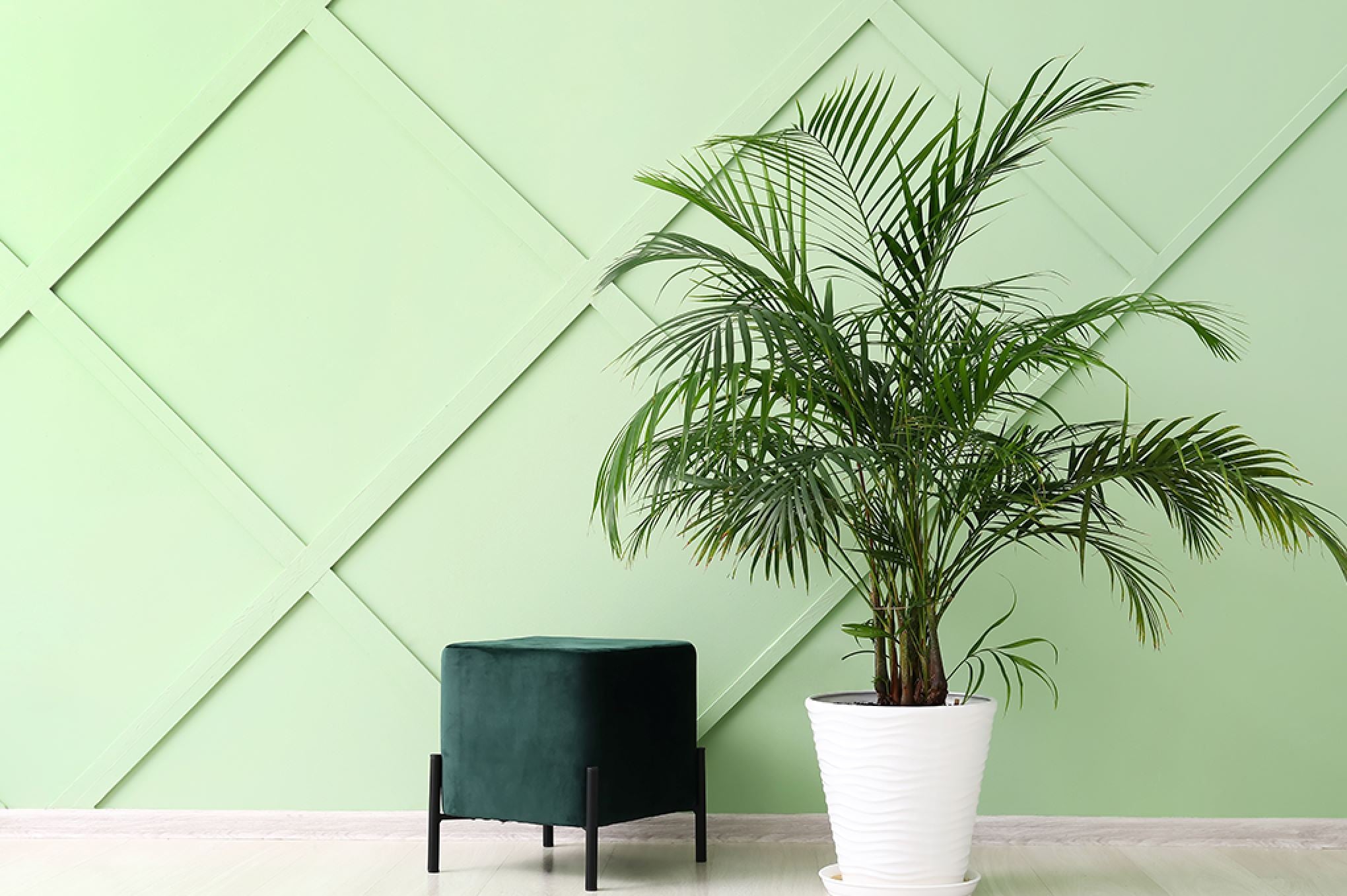 How to water a Palm plant  Plants For All Seasons