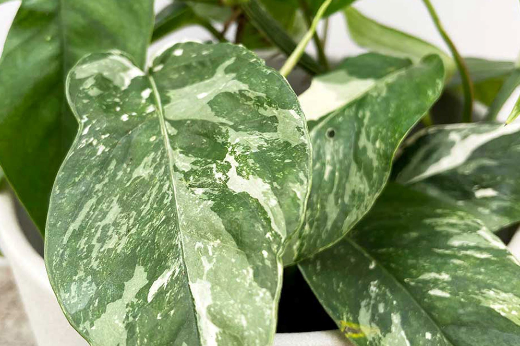 How to water a Pothos  Plants For All Seasons