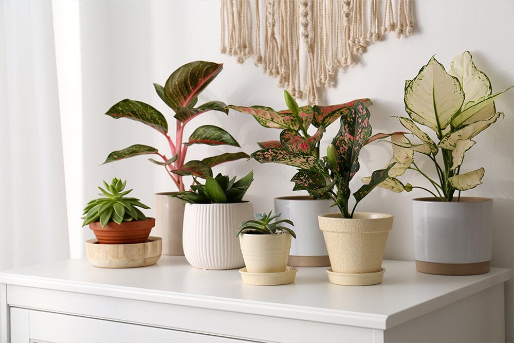 hanging catch tray for plants The Ribbed Hanging Plant Tray – Multiple Sizes & Colors, Stylish Plant  Display, Eco-Friendly, Durable Hanging Planters main image 0