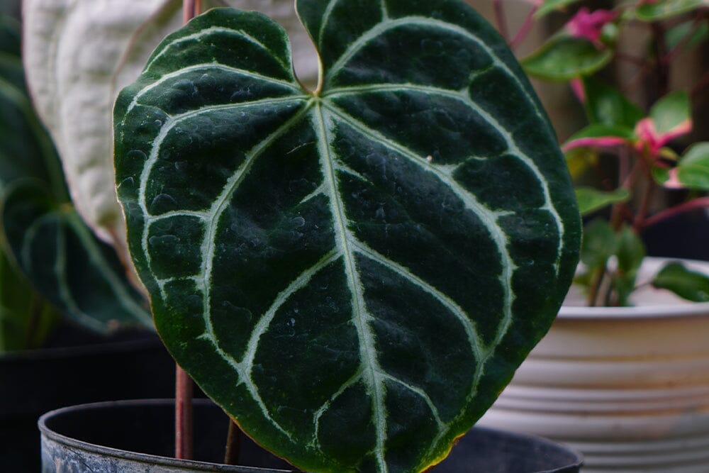 variegated alocasia zebrina Alocasia zebrina variegated *Grower's Choice* main image 0