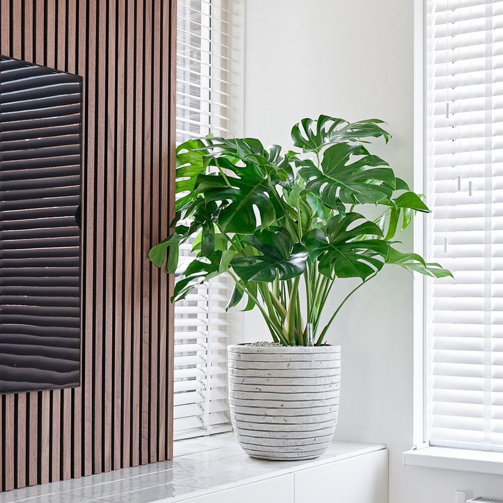 maranta prayer plant Maranta 'Prayer Plant' Red