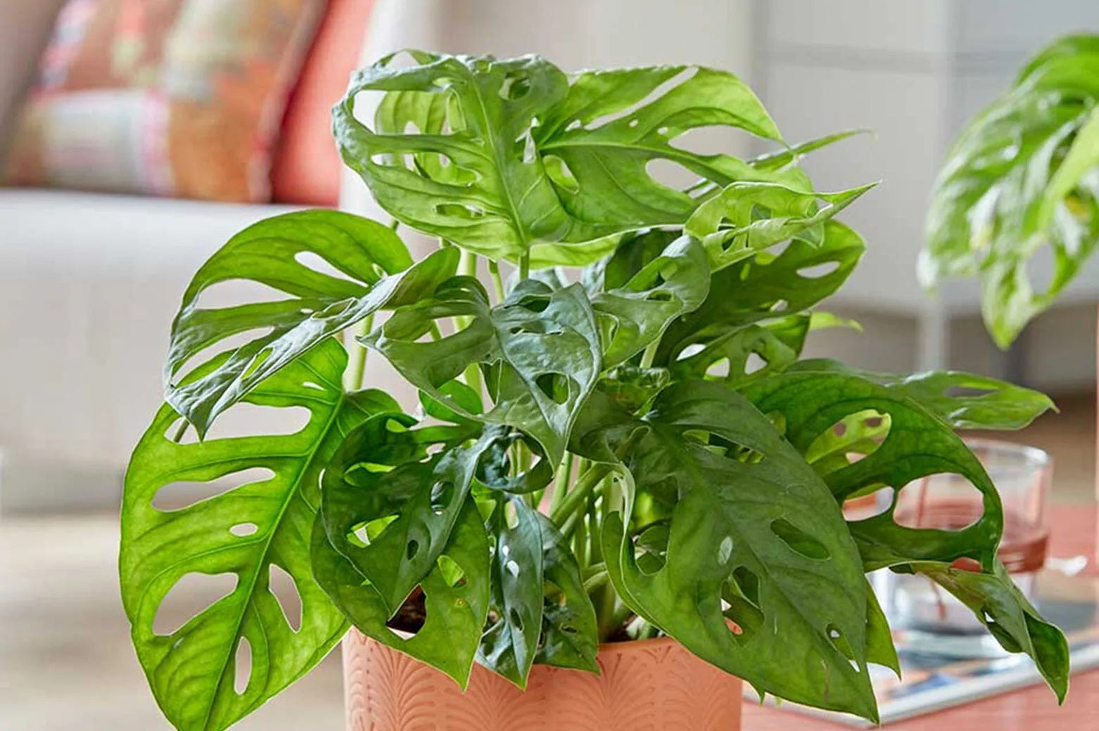 Monstera With Yellow Leaves | What Is The Problem & How To Solve It   Plants For All Seasons