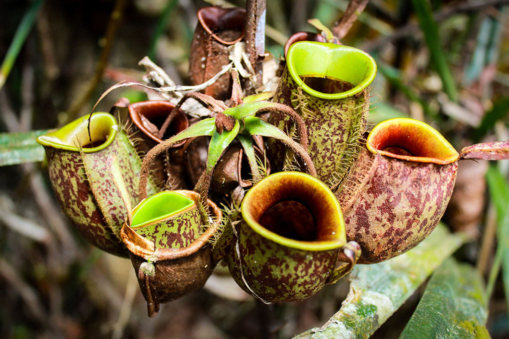 Nepenthes humidity requirements: A complete guide