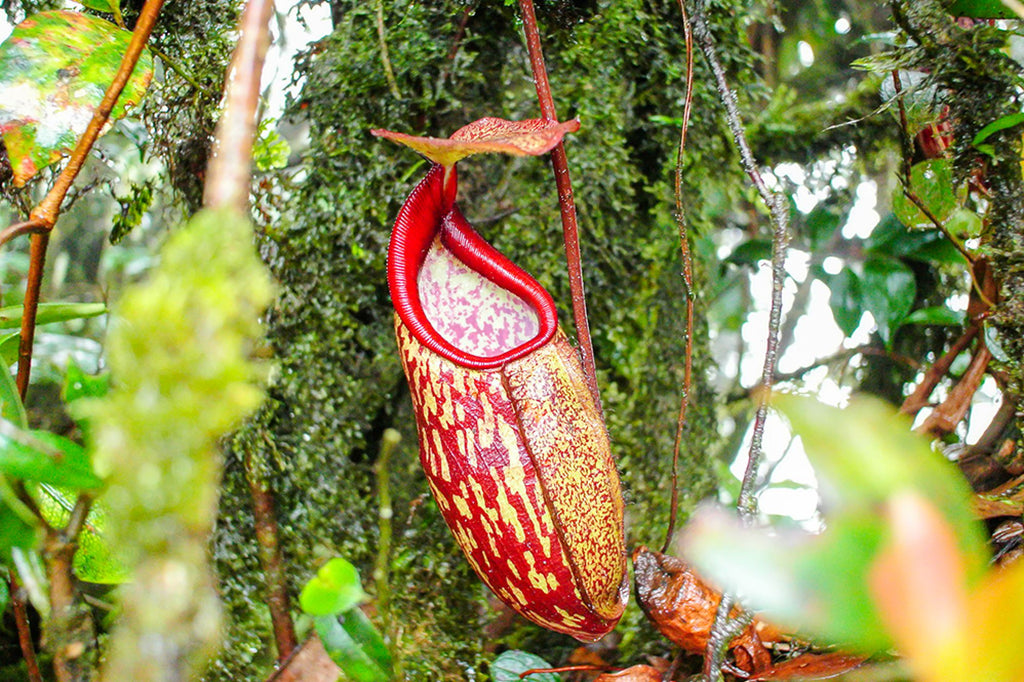 Nepenthes sunlight requirements: A complete guide