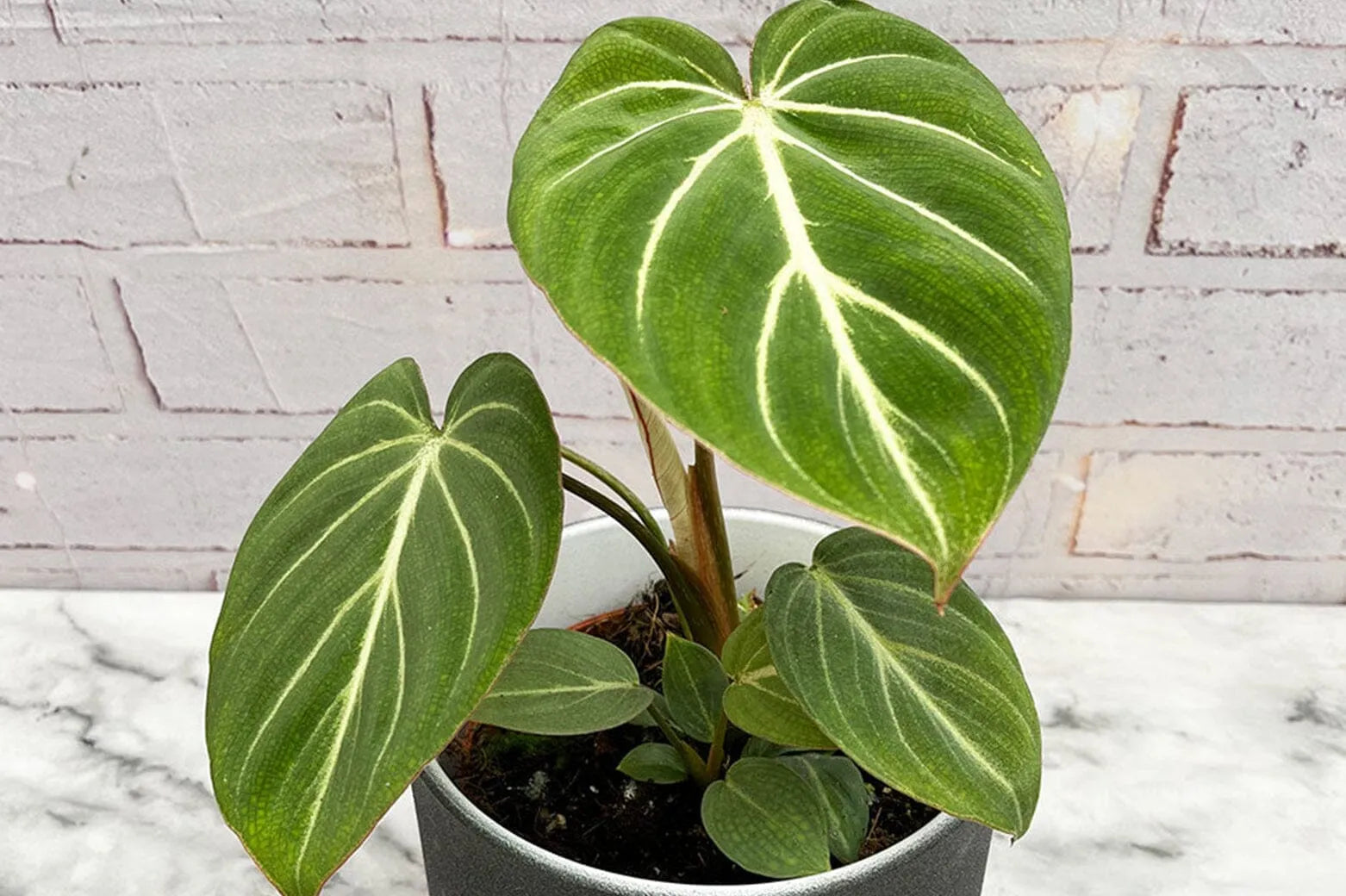 Philodendron Vs Alocasia  Plants For All Seasons
