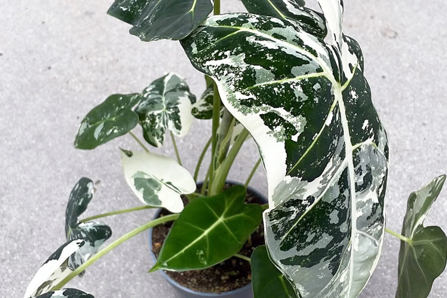 Quick plant care: Alocasia Frydek  Plants For All Seasons