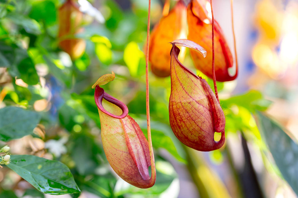 Should you feed Nepenthes plants?