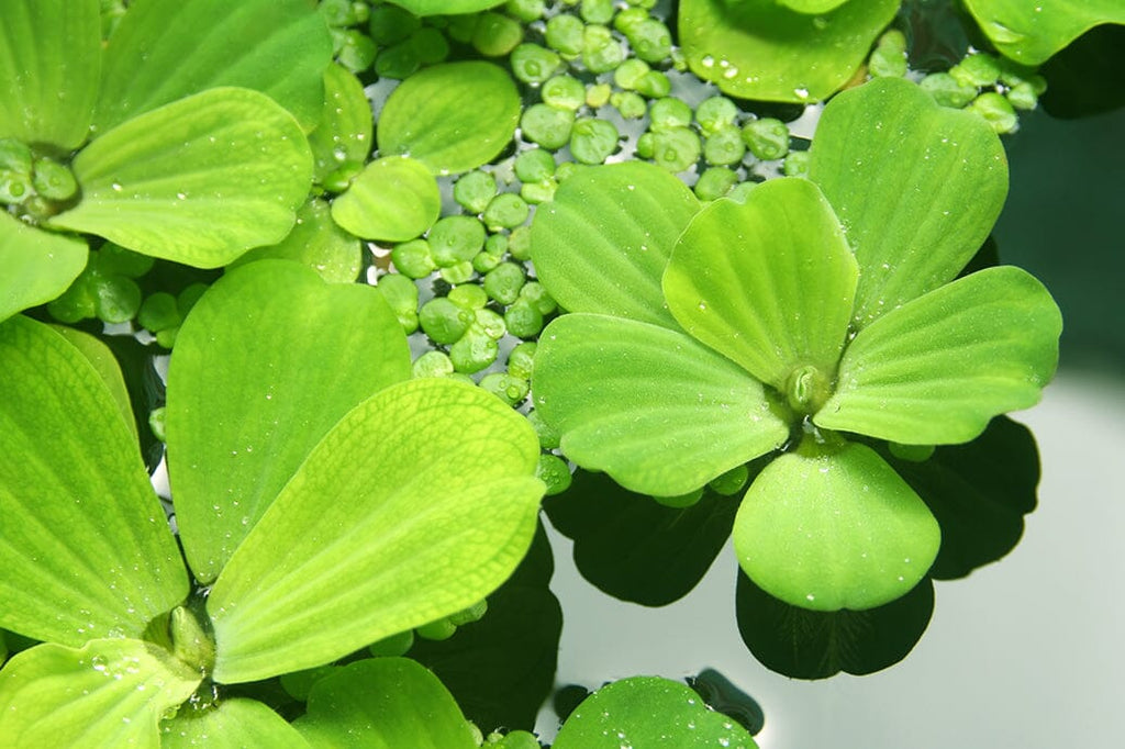 Top 10 Low Maintenance Aquatic Plants for Busy Pond Owners