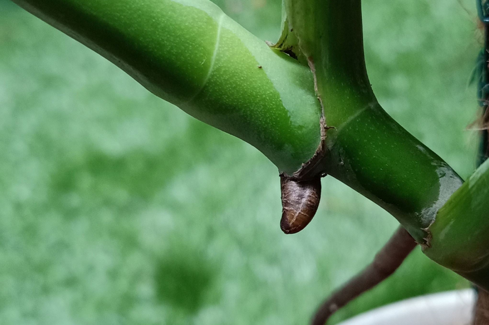 What is a node and why is it important? – Plants For All Seasons